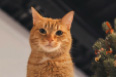 Foto de Cupcake