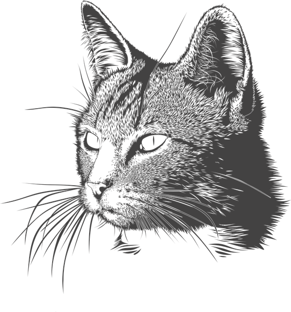 Retrato de un gatito